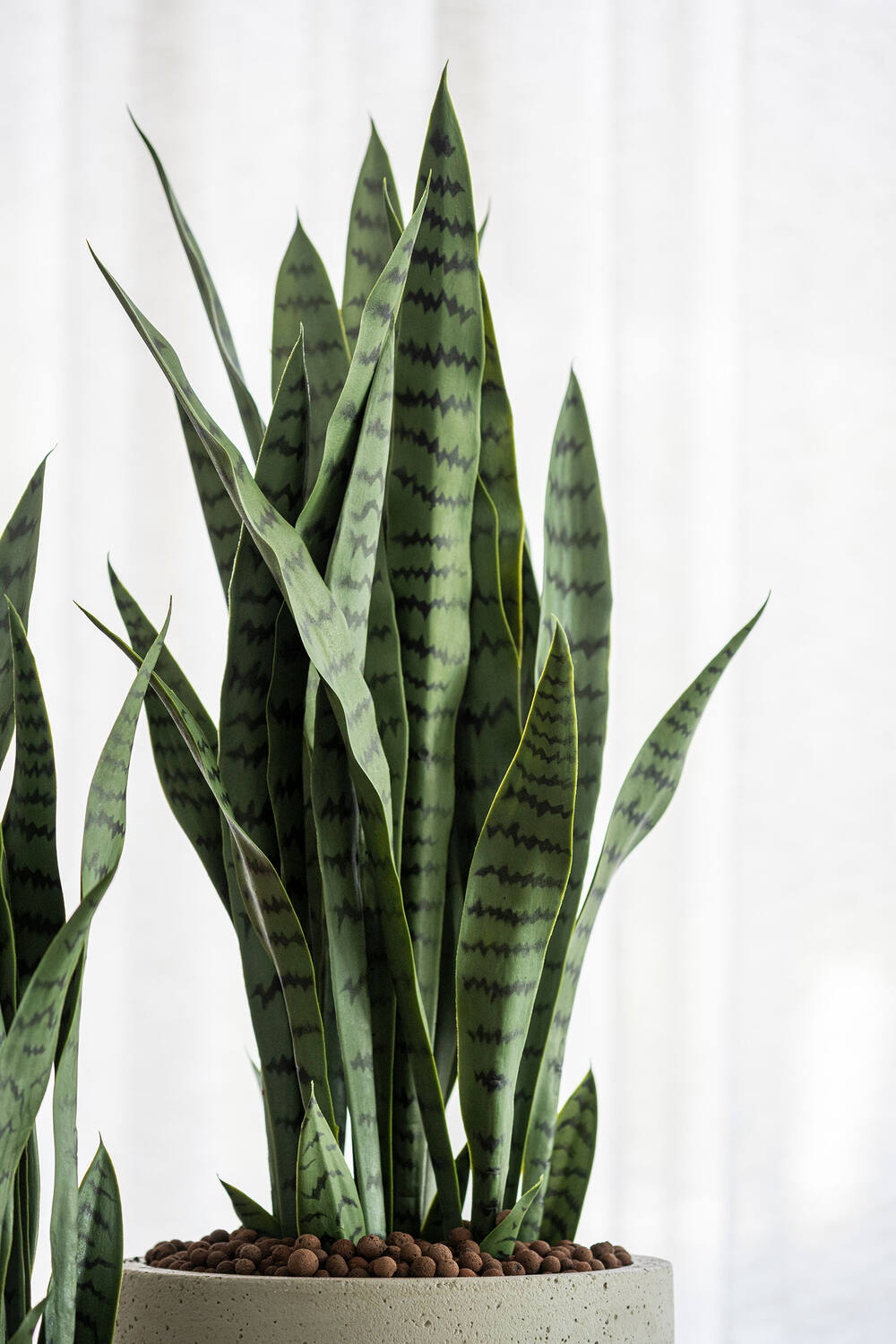 Sansevieria | Kunstplant