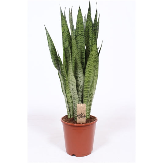 Sansevieria Zeylanica