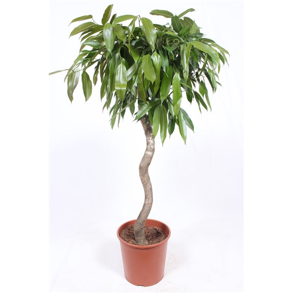 Ficus Amstel King