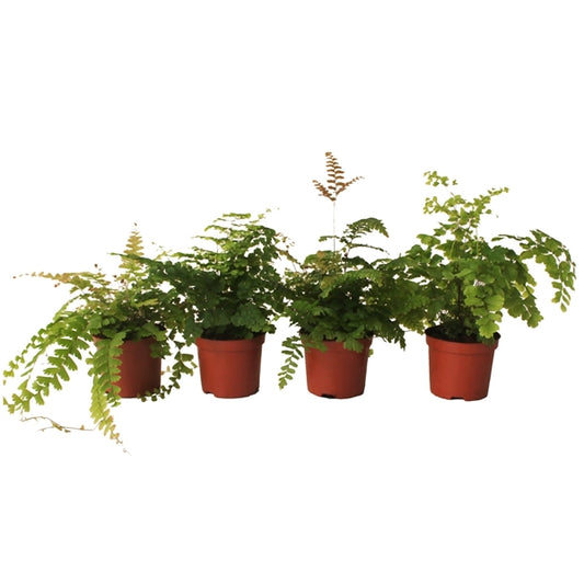Adiantum Mix - 20 stuks
