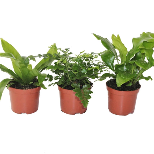 Asplenium Mix - 20 stuks