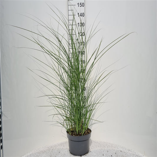 Miscanthus Sin Gracillimus - 10 stuks