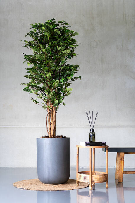 Ficus Tree | Kunstplant