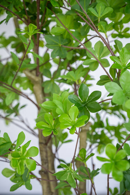 Enkianthus | Kunstplant