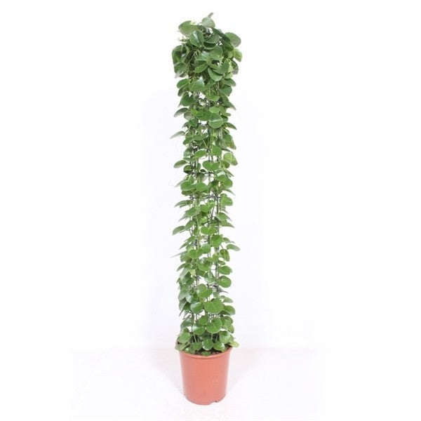 Cissus Rotundifolia