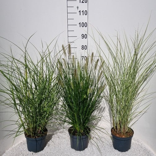 Siergrassen Mix - 10 stuks