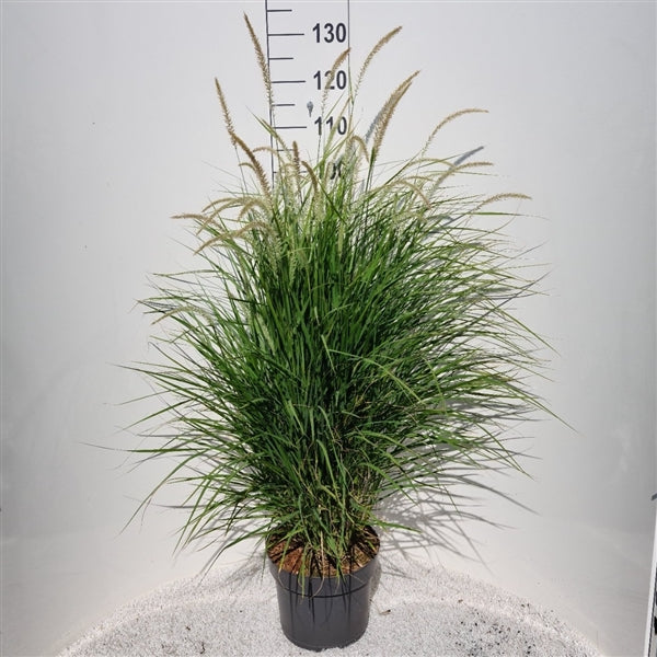 Pennisetum Fairy Tails (10 stuks)