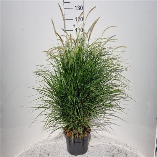Pennisetum Fairy Tails - 10 stuks