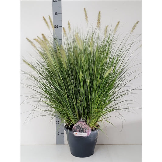 Pennisetum Hameln Grey - 10 stuks
