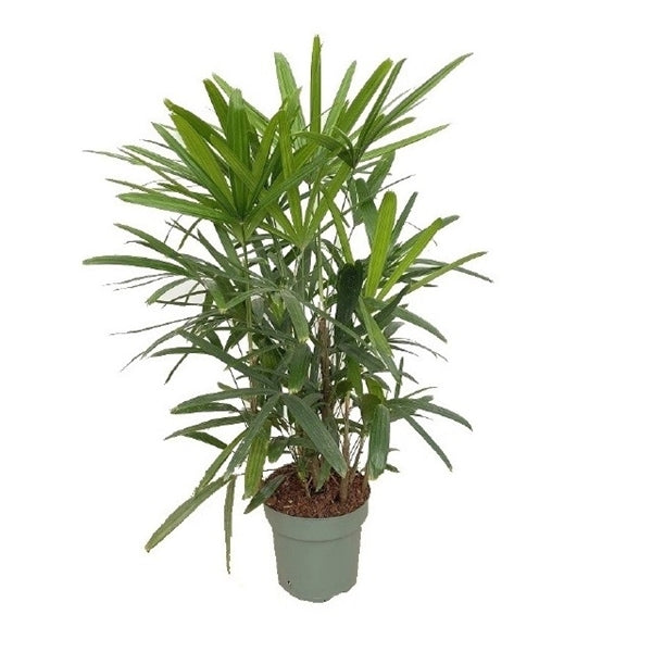 Rhapis Excelsa