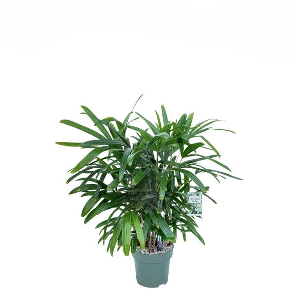Rhapis Excelsa