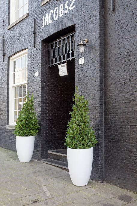 Laurus | Kunstplant