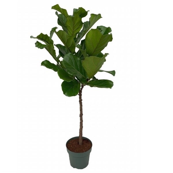 Ficus Lyrata