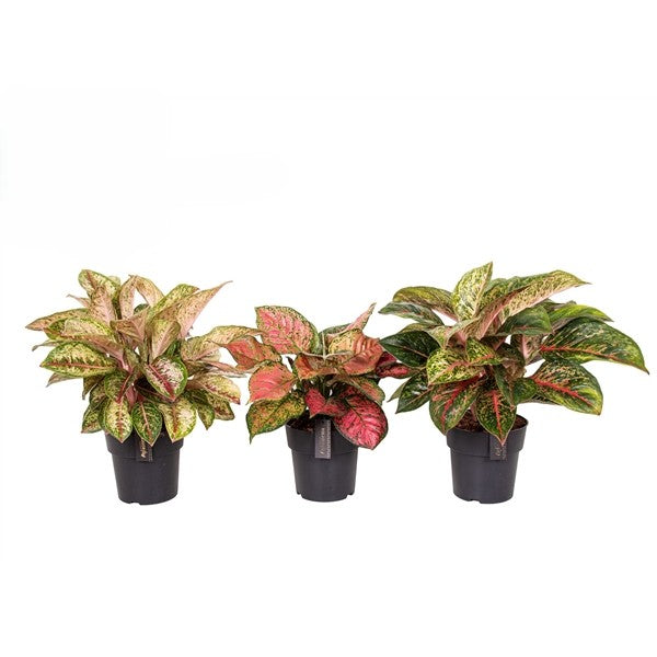 Aglaonema Exclusive Mix - 6 stuks