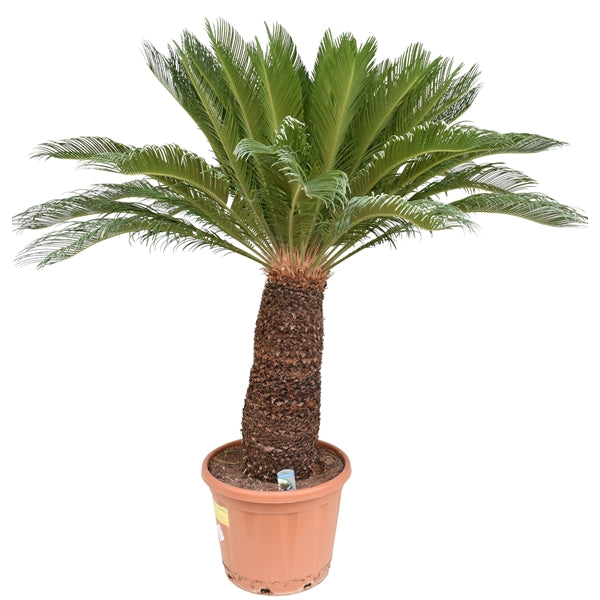 Cycas Revoluta