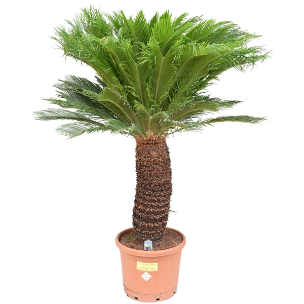 Cycas Revoluta