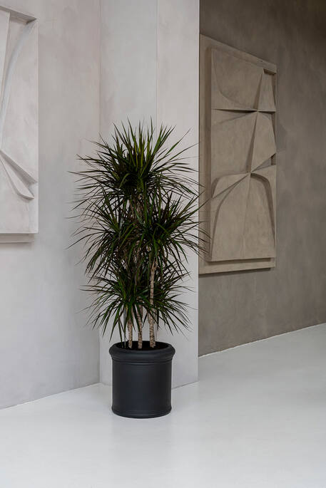 Max Classic - set van 3