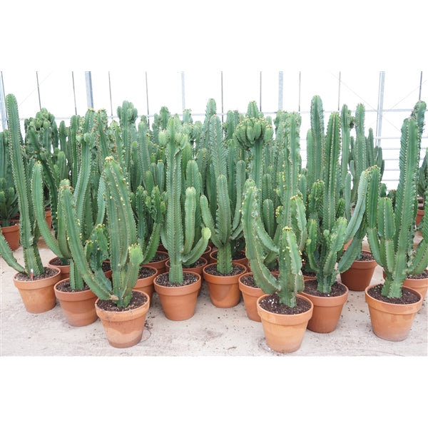 Euphorbia Ingens