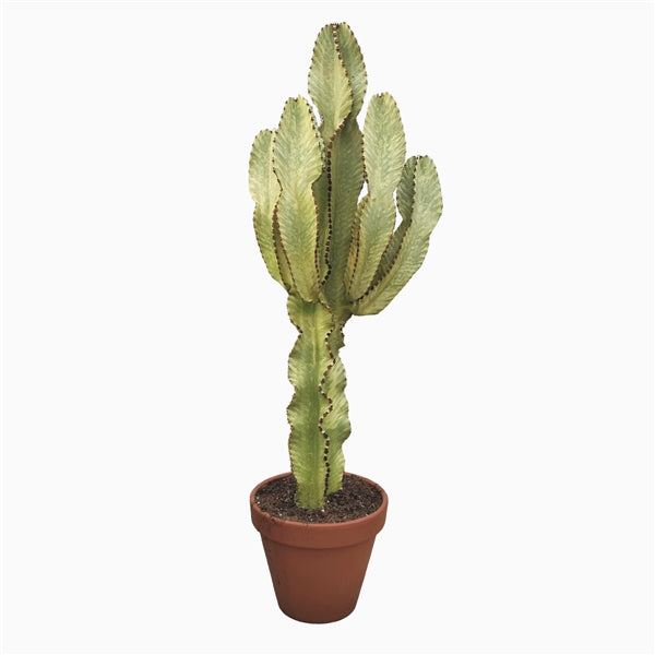 Euphorbia Marmorata