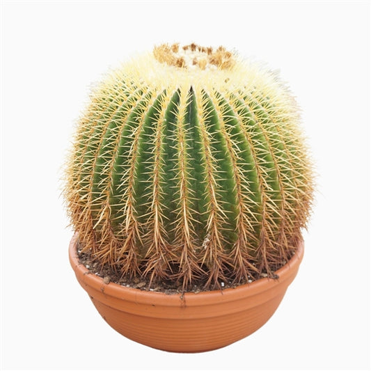 Echinocactus Grusonii