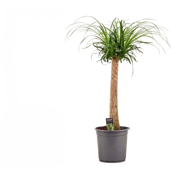 Beaucarnea