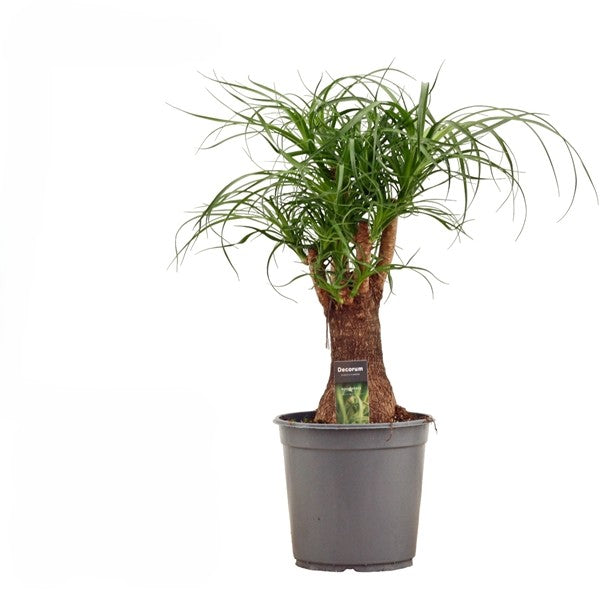 Beaucarnea Vertakt