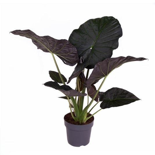 Alocasia Regal Shields