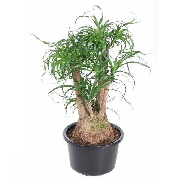 Beaucarnea Vertakt