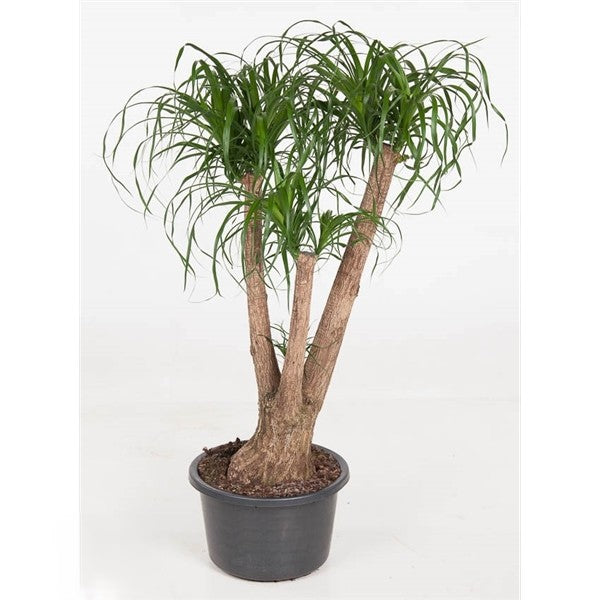 Beaucarnea Vertakt