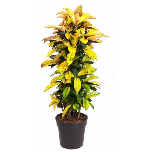 Codiaeum Iceton Vertakt