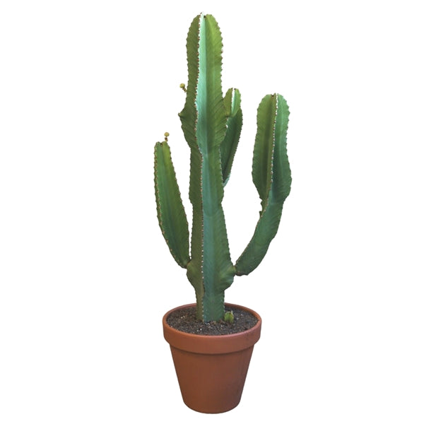 Euphorbia Ingens