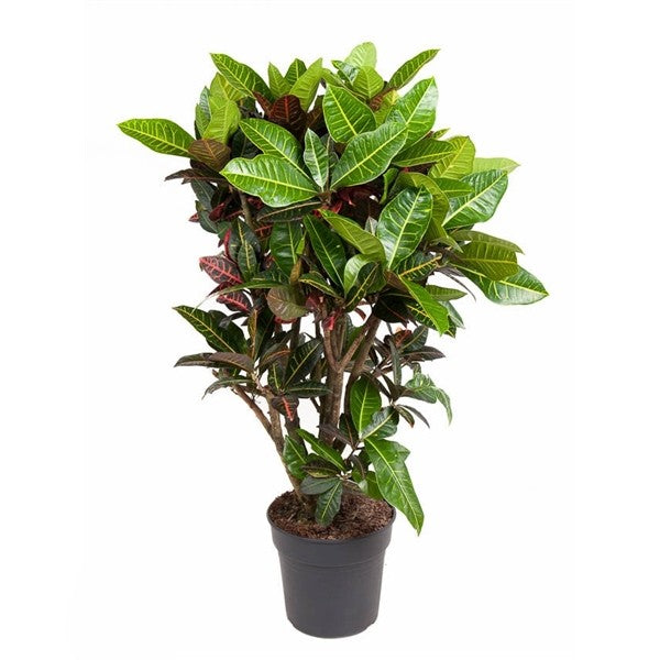 Codiaeum Petra Vertakt