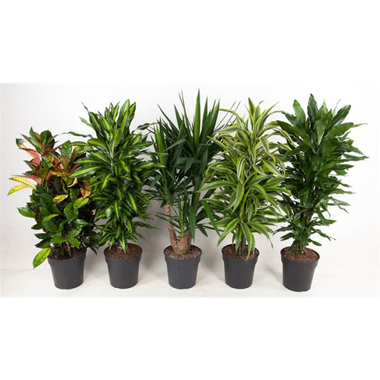 Easy Care Mix - 5 stuks