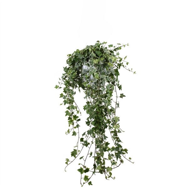 Hedera Helix Eva - 10 stuks