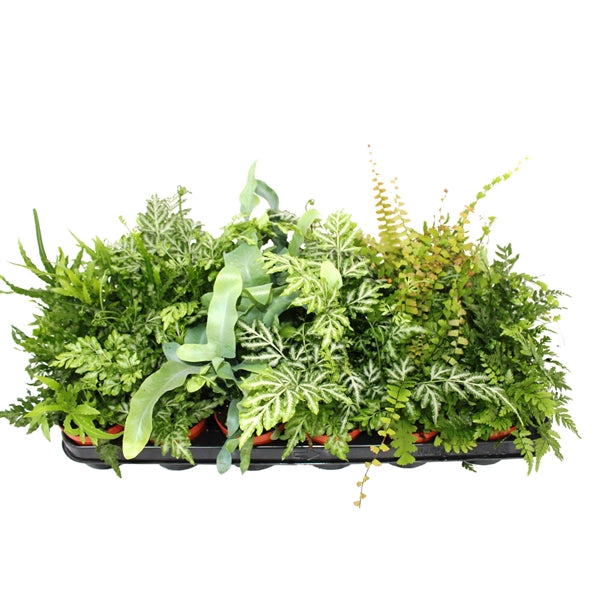 Varens mix - 20 stuks