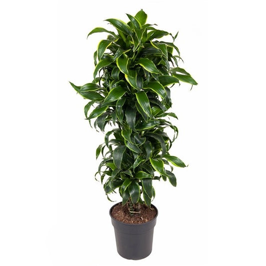 Dracaena Dorado Vertakt