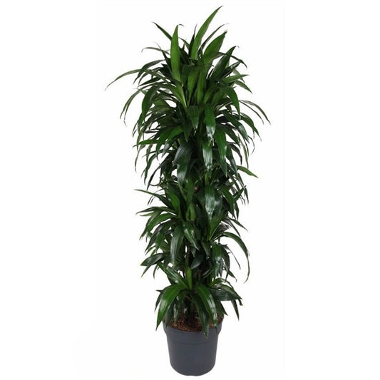 Dracaena Janet Craig Vertakt