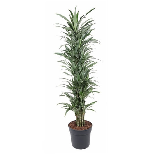 Dracaena Warnckei Vertakt