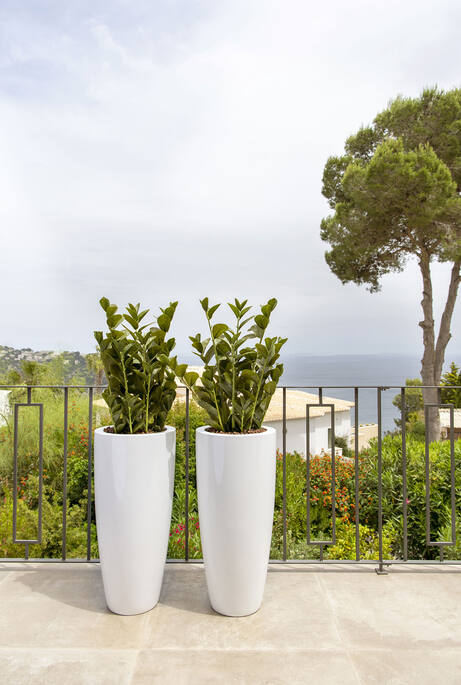 Zamioculcas | Kunstplant