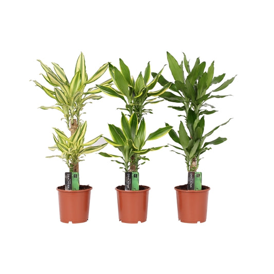Dracaena Mix - 6 stuks