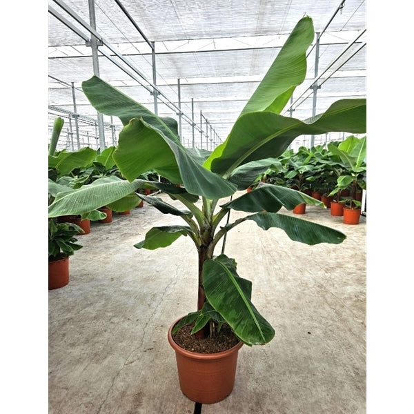 Musa Dwarf XXL 230cm