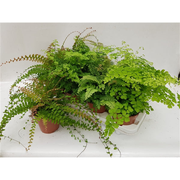 Adiantum Mix - 20 stuks