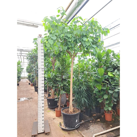 Ficus Religiosa XXL 350cm