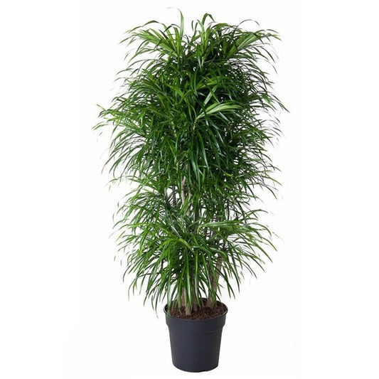 Dracaena Anita Variegata Vertakt