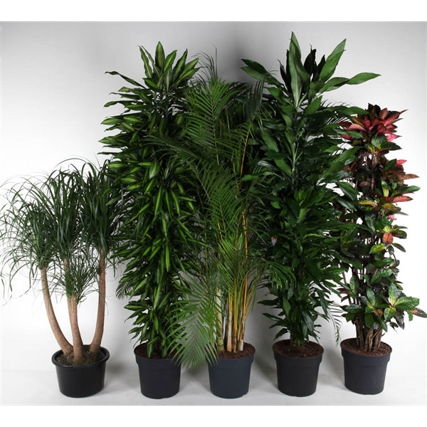 Easy Care Mix - 5 stuks