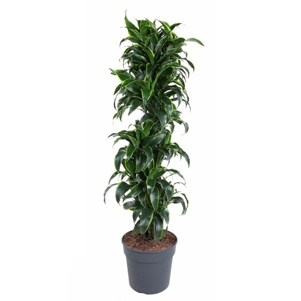 Dracaena Dorado Vertakt