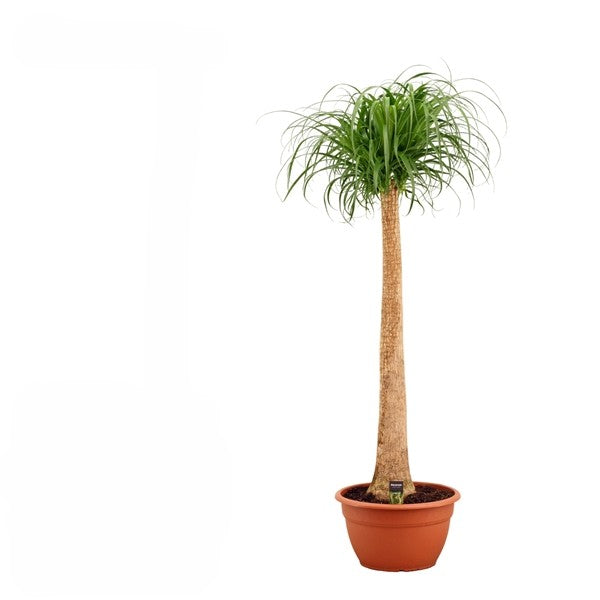 Beaucarnea