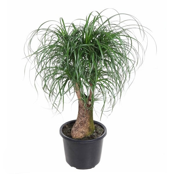Beaucarnea Vertakt
