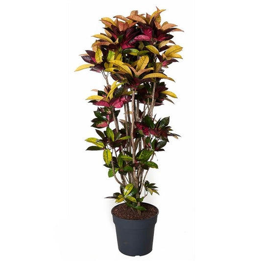 Codiaeum Iceton Vertakt