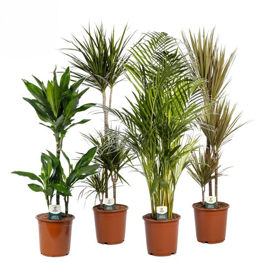 Green Mix Kamerplanten - 6 stuks